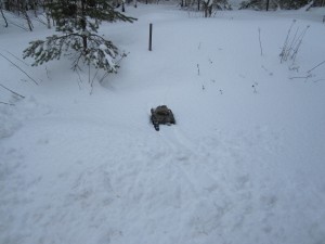 radiostyrd pansarvagn fast i snön med larvband